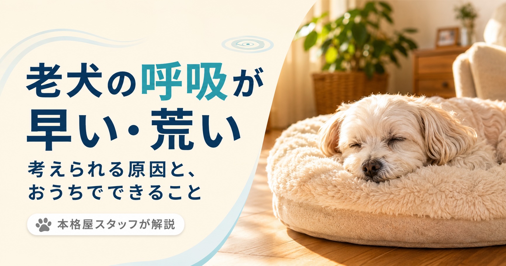 夕方のリビングで穏やかに休むシニア小型犬